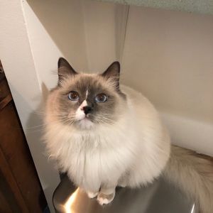 Meet your Posher, Jordan